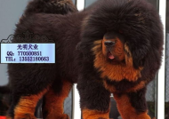 纯种藏獒图片,神犬风采与鉴定要点