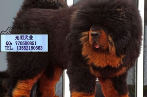 纯种藏獒图片,神犬风采与鉴定要点
