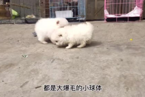 小姐姐博美犬,小姐姐的博美犬魅力瞬间