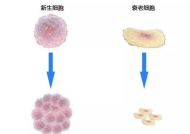 生物细胞中有人体艺术,人体艺术的微观视角