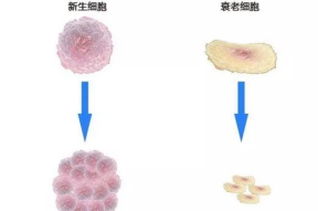 生物细胞中有人体艺术,人体艺术的微观视角