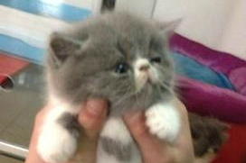 广州宠物猫,品种多样，养护指南与购买攻略
