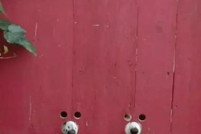 娱乐圈谁的情商高？上闲鱼逛两圈就见分晓娱乐吃瓜裙
