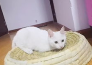 懒猪小姐姐,揭秘懒人生活的独特魅力