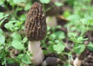 羊粪上面长的大菌子能不能食用羊肚菌发霉了还能吃吗 羊肚菌的功效与作用