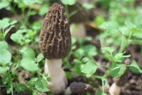 羊粪上面长的大菌子能不能食用羊肚菌发霉了还能吃吗 羊肚菌的功效与作用