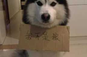 娱乐吃瓜酱哈士奇不拆家,揭秘宠物界的“反差萌”